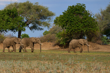 Fototapeta premium Group of large bull African Elephant (Loxodonta africana) foraging as they head towards the Luangwa River in South Luangwa National Park, Zambia