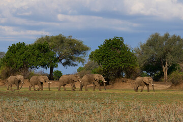Obraz premium Group of large bull African Elephant (Loxodonta africana) foraging as they head towards the Luangwa River in South Luangwa National Park, Zambia