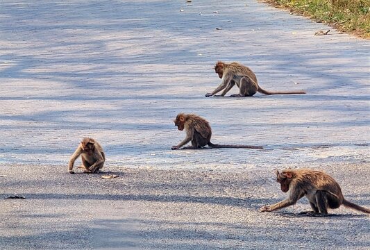 India, Karnataka, Indian Landscape, 02-March-2026, Animals in the National Park, apes