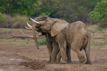 Fototapeta premium Bull African Elephants (Loxodonta africana) fighting in South Luangwa National Park, Zambia