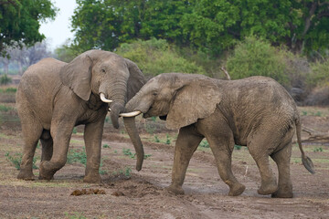Fototapeta premium Bull African Elephants (Loxodonta africana) fighting in South Luangwa National Park, Zambia