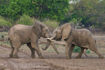 Fototapeta premium Bull African Elephants (Loxodonta africana) fighting in South Luangwa National Park, Zambia