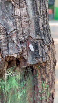 White Larva mealybug climbs the tree. vertical  view.