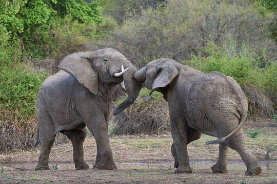 Bull African Elephants (Loxodonta africana) fighting in South Luangwa National Park, Zambia