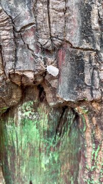 White Larva mealybug climbs the tree.