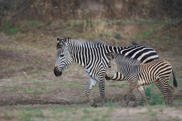 Obraz premium Crawshay's zebra (Equus quagga crawshayi) crossing a mud and water filled gully in South Luangwa National Park, Zambia