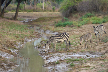Obraz premium Crawshay's zebra (Equus quagga crawshayi) crossing a mud and water filled gully in South Luangwa National Park, Zambia