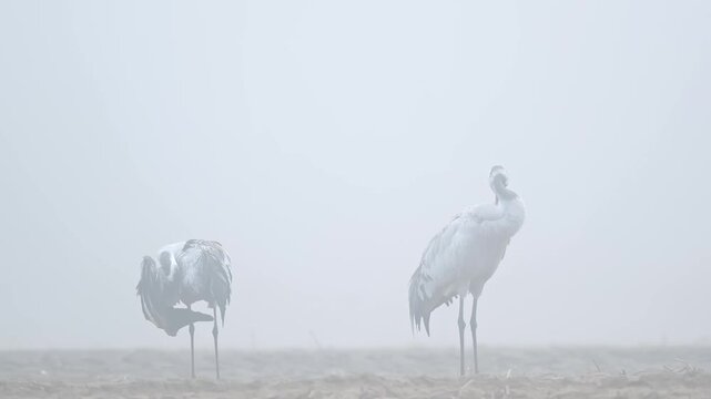 Atmospheric morning landscapes with two common cranes in a Norway fog