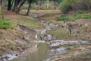 Obraz premium Crawshay's zebra (Equus quagga crawshayi) crossing a mud and water filled gully in South Luangwa National Park, Zambia