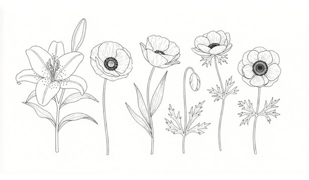 Minimalist botanical flower set with lily poppy and anemone in elegant hand drawn line vector illustration style
