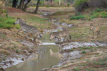 Obraz premium Crawshay's zebra (Equus quagga crawshayi) crossing a mud and water filled gully in South Luangwa National Park, Zambia