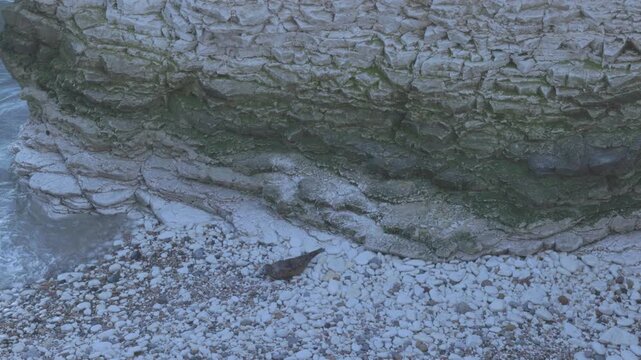 singular grey seal resting on the white rocks at Flamborough head
