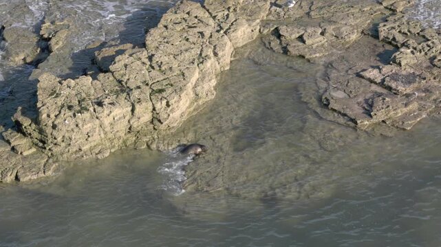 seak resting in the shallow waters of a large rock off of the coast