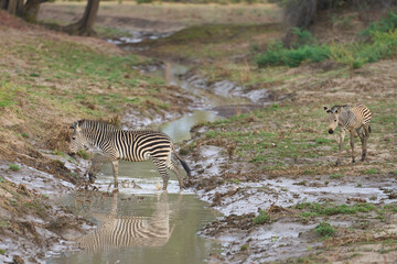 Obraz premium Crawshay's zebra (Equus quagga crawshayi) crossing a mud and water filled gully in South Luangwa National Park, Zambia