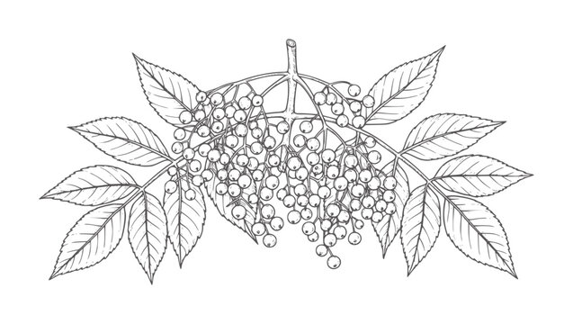 Hand drawn elderberry branch with clusters of berries and leaves leaf plant