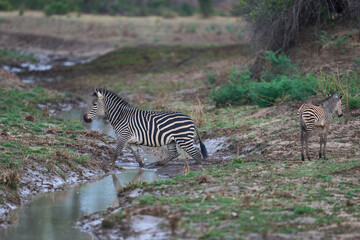Obraz premium Crawshay's zebra (Equus quagga crawshayi) crossing a mud and water filled gully in South Luangwa National Park, Zambia