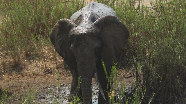 A solitary mud-covered elephant faces the camera directly, drawing water into its trunk and flicking it onto its underside to cool down, Kruger National Park.