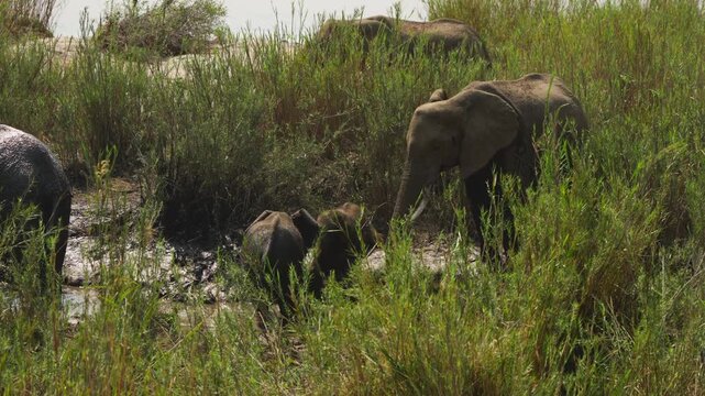 Two elephant calves play and splash together in shallow muddy water among tall reeds while adult elephants stand nearby, slow motion, Kruger National Park.