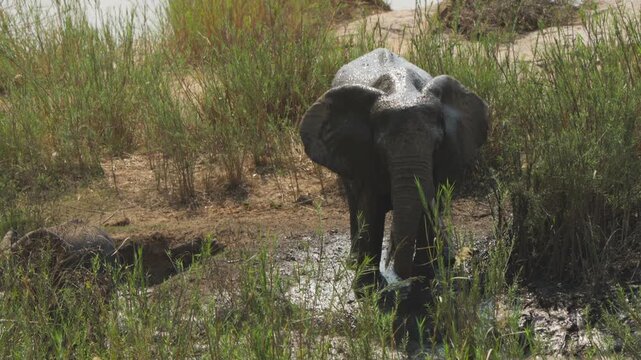 A mud-drenched elephant faces the camera as it draws water into its trunk and squirts it over its back to cool down, slow motion, Kruger National Park.