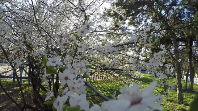 Early spring and a flowering tree in the suns rays in the park in the morning
