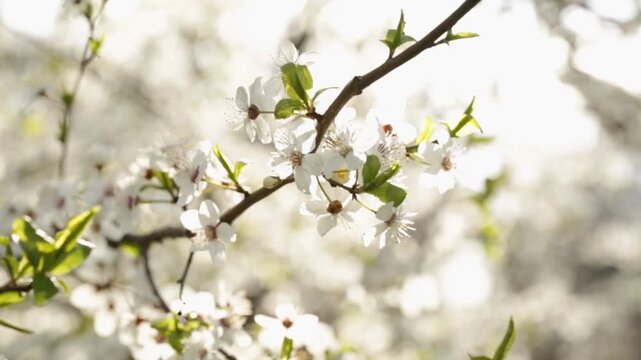 Early spring and a flowering tree with white flowers on a branch