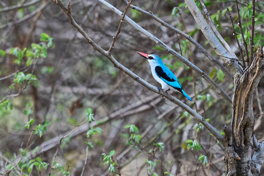 Woodland Kingfisher (Halcyon senegalensis) in South Luangwa National Park, Zambia