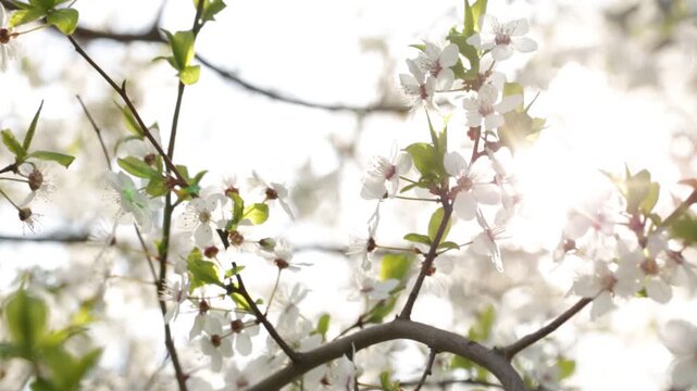 Early spring and flowering tree with white flowers on tree branch