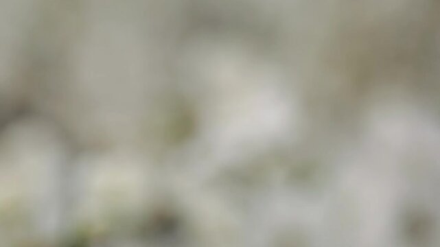 Early spring and white flower on branch, blur with white flowers through branch