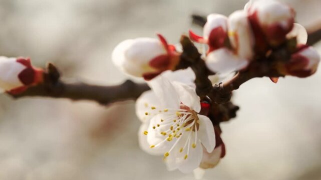 Early spring and white flower on tree branch close up, nature blooming, macro view