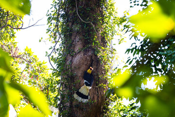 Great hornbill feeding on tree bird nest ecosystem health of wildlife © themorningglory