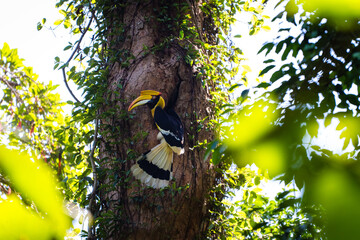Great hornbill feeding on tree bird nest ecosystem health of wildlife © themorningglory