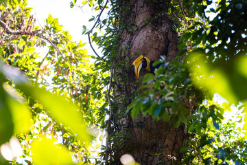 Great hornbill feeding on tree bird nest ecosystem health of wildlife © themorningglory