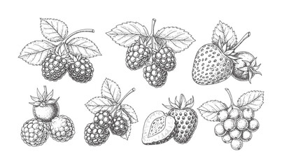 Hand drawn of various berries and fruits a white berry strawberry raspberry blackberry © Ali