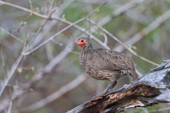 Red-necked Spurfowl (Pternistis afer) perched on a tree branch in South Luangwa National Park, Zambia