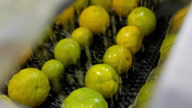 Medium shot of industrial fruit washing machine cleaning green oranges with high-pressure water sprays.
