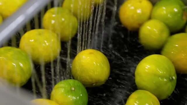 Medium shot of industrial fruit washing machine cleaning green oranges with high-pressure water sprays.