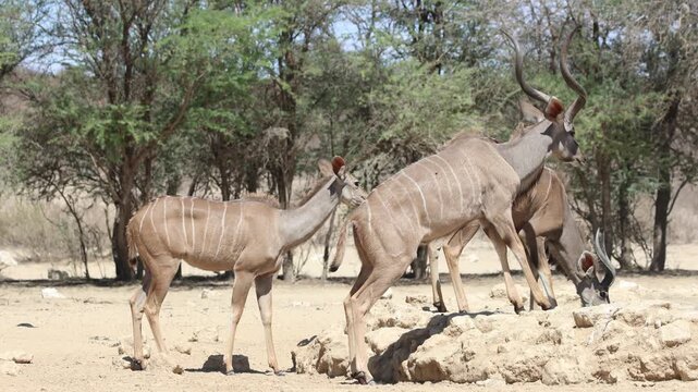 Wide shot of two kudu bulls walking up the wall of a small artificial waterhole while a female is standing in the back, Kgalagadi Transfrontier Park.
