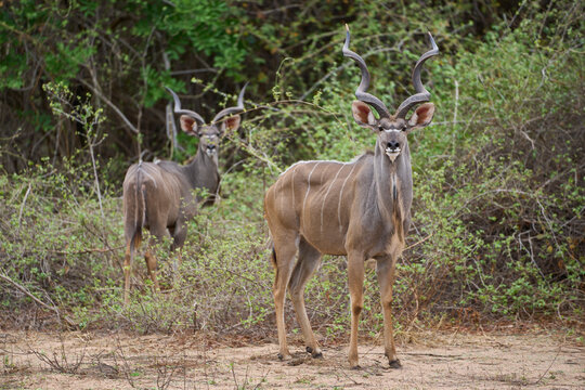 Group of male Greater Kudu (Tragelaphus strepsiceros) browsing for food in South Luangwa National Park, Zambia