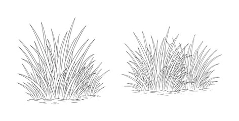Obraz premium Two clumps of grass in a style nature plant green