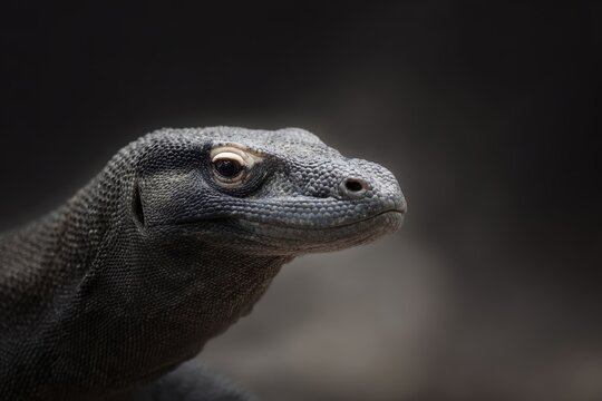 komodo dragon large reptile wildlife nature photography