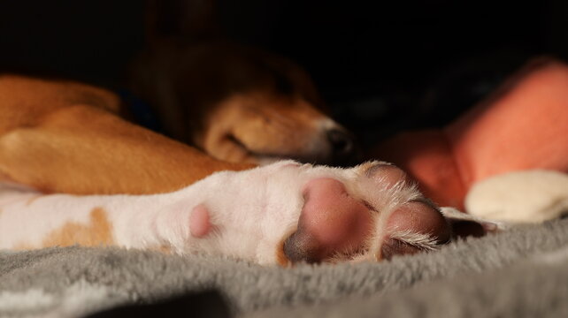 chiot dormant