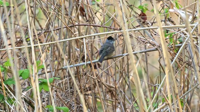 Small blackcap perched on reed singing in early morning light filmed in slow motion with clear detail of natural behavior