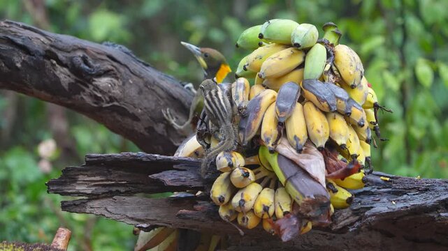 woodpecker has an olive green body and a bright yellow crest bird eating banana. Bird watching in natural habitats in the forest.