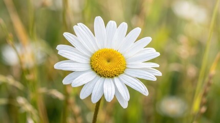 Fototapeta premium Daisy flower blossom close up, premium stock concept with strong commercial appeal, clean composition, high search relevance, refined details, balanced perspective, elegant color harmony, modern