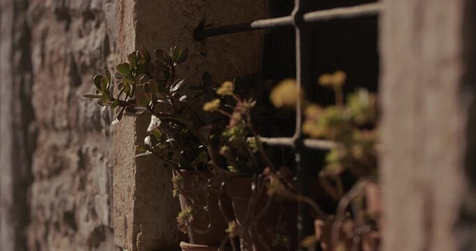 A close-up view shows potted plants placed on a window ledge with metal bars set into a stone wall.