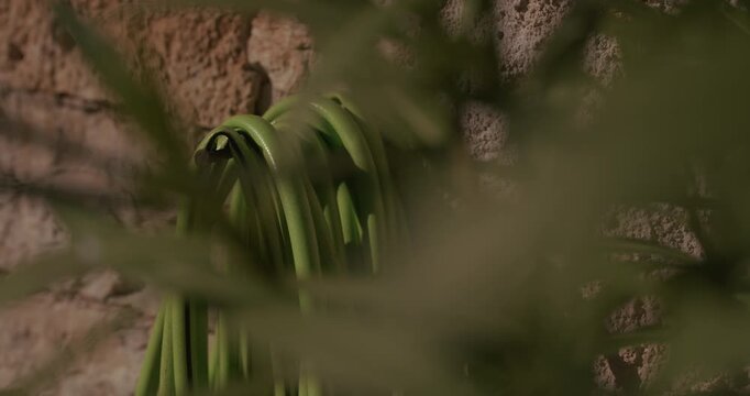 A coiled green garden hose is mounted on a stone wall and partially obscured by leaves in the foreground.