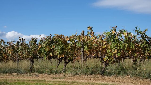Rows of ageing grapevines with yellowing and dying leaves overtaken by weeds and overgrown grass at a neglected vineyard in Victoria, Australia. Dry and unkempt vines are trained along wire trellises