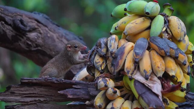 squirrel Treeshrew eating banana