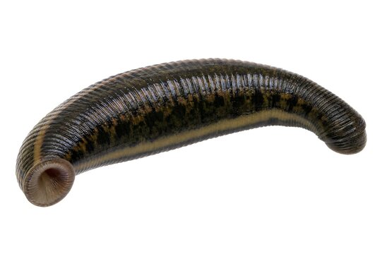 Leech isolated on white background, high resolution macro parasite animal, medical and biology concept
