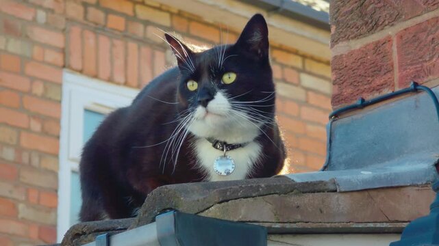 Curious black and white cat sitting on rooftop edge near brick house, urban pet lifestyle scene. Alert domestic feline watching surroundings in sunlight, chimney and roof tiles background. Tuxedo cat